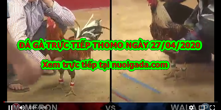 Đá gà Live tại casino Thomo ngày 22/4/2020