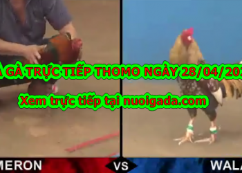 Tuyển chọn video đá gà trực tiếp bình luận ngày 28/4/2020