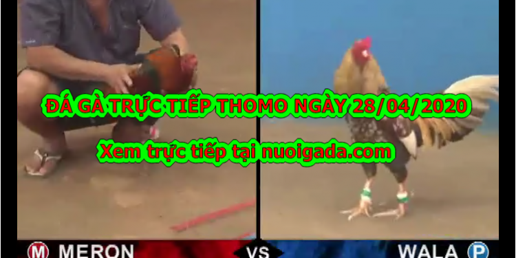 Tuyển chọn video đá gà trực tiếp bình luận ngày 28/4/2020