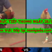 Tuyển chọn video đá gà trực tiếp bình luận ngày 28/4/2020