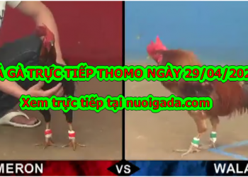 Tuyển chọn video đá gà trực tiếp bình luận ngày 28/4/2020