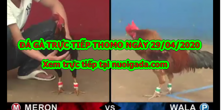 Tuyển chọn video đá gà trực tiếp bình luận ngày 28/4/2020