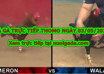 Tuyển chọn video đá gà trực tiếp bình luận ngày 28/4/2020