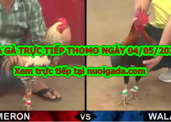 Tuyển chọn video đá gà trực tiếp bình luận ngày 28/4/2020