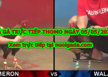 Tuyển chọn video đá gà trực tiếp bình luận ngày 28/4/2020