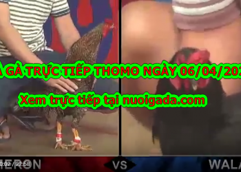 Trực tiếp đá gà Thomo Hôm Nay ngày 06/04/2020