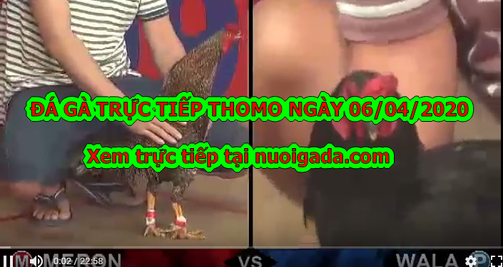 Trực tiếp đá gà Thomo Hôm Nay ngày 06/04/2020