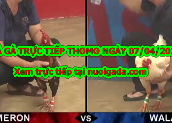 Đá gà Campuchia TRỰC TIẾP ngày 7/4/2020