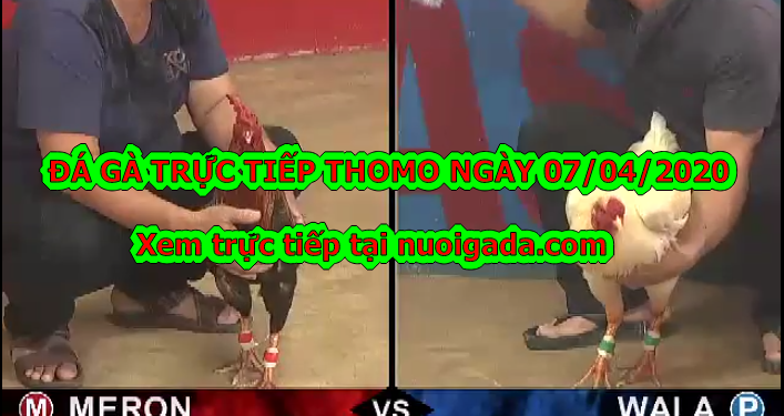 Đá gà Campuchia TRỰC TIẾP ngày 7/4/2020