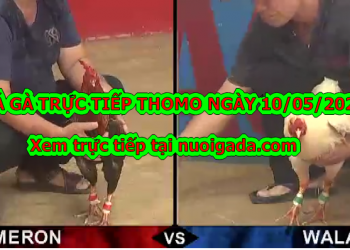 Đá gà casino Tuyển Chọn ngày 6/5/2020