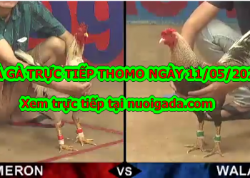 Đá gà casino Tuyển Chọn ngày 6/5/2020