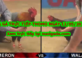 Đá gà casino Tuyển Chọn ngày 6/5/2020