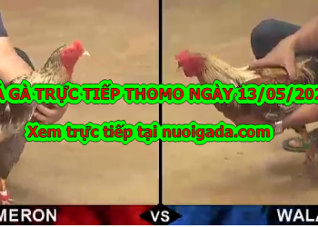 Đá gà casino Tuyển Chọn ngày 6/5/2020