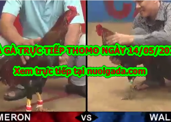 Đá gà casino Tuyển Chọn ngày 6/5/2020