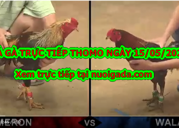 Đá gà casino Tuyển Chọn ngày 6/5/2020