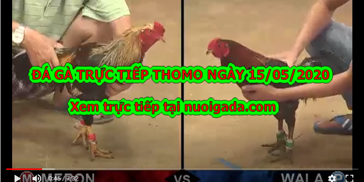 Đá gà casino Tuyển Chọn ngày 6/5/2020