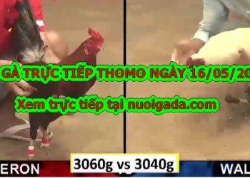 Đá gà casino Tuyển Chọn ngày 6/5/2020