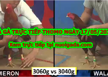 Đá gà casino Tuyển Chọn ngày 6/5/2020