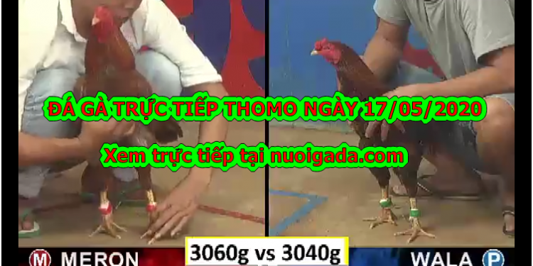 Đá gà casino Tuyển Chọn ngày 6/5/2020