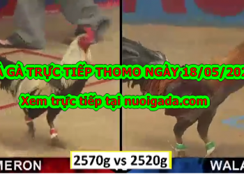 Đá gà casino Tuyển Chọn ngày 6/5/2020