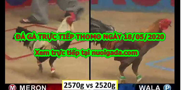 Đá gà casino Tuyển Chọn ngày 6/5/2020