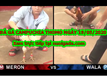 Xem đá gà Casino 67 Live tuyển chọn ngày 19/5/2020