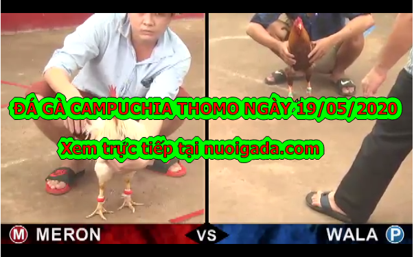 Xem đá gà Casino 67 Live tuyển chọn ngày 19/5/2020