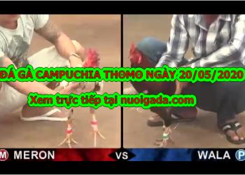 Video đá gà Casino 999 Live ngày 20/5/2020