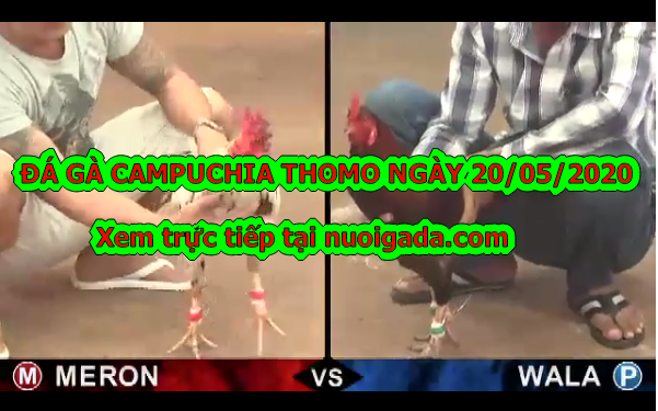 Video đá gà Casino 999 Live ngày 20/5/2020