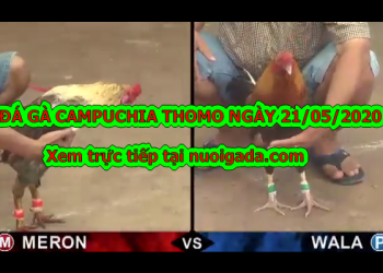Video đá gà Thomo trực tiếp tuyển chọn ngày 21/5/2020