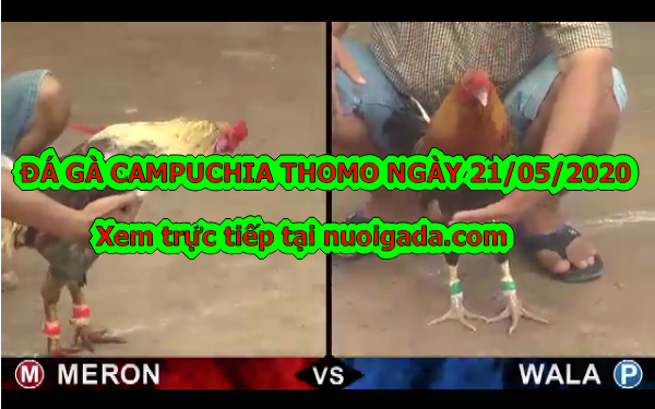 Video đá gà Thomo trực tiếp tuyển chọn ngày 21/5/2020