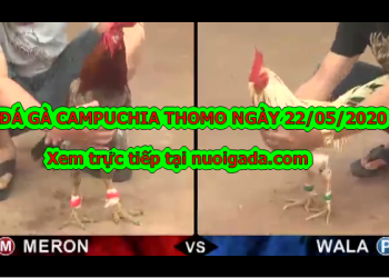 Xem đá gà Thomo Hôm Nay (MỚI NHẤT) ngày 22/5/2020
