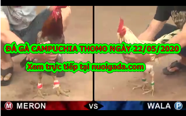 Xem đá gà Thomo Hôm Nay (MỚI NHẤT) ngày 22/5/2020