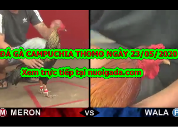 Clip gà đá trực tiếp Siêu Đẳng Cấp ngày 23/5/2020