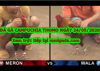 Coi trận đá gà cựa sắt tuyển chọn ngày 24/5/2020