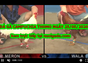 Video đá gà Thomo mới nhất tuyển chọn ngày 25/5/2020