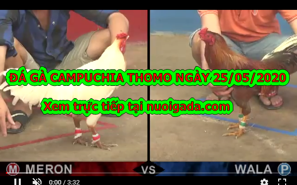Video đá gà Thomo mới nhất tuyển chọn ngày 25/5/2020