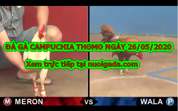 Xem đá gà trực tiếp (trận HOT) ngày 26/5/2020