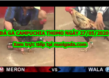 Xem đá gà nòi casino ngày 27/5/2020