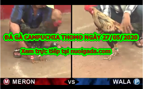 Xem đá gà nòi casino ngày 27/5/2020