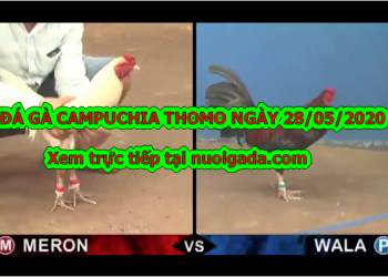 Tuyển chọn video đá gà casino 67 Thomo ngày 28/5/2020