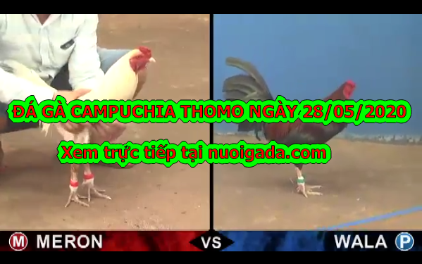 Tuyển chọn video đá gà casino 67 Thomo ngày 28/5/2020