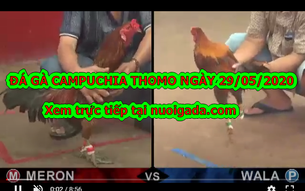 Coi đá gà Thomo Mới nhất ngày 29/5/2020