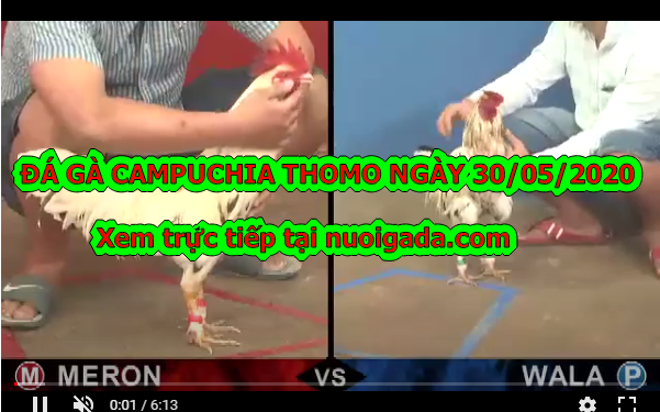 Xem đá gà cựa sắt Campuchia ngày 30/5/2020