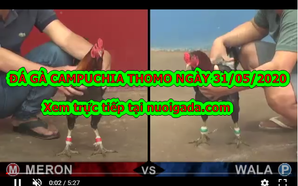 Video đá gà Casino trực tiếp ngày 31/5/2020