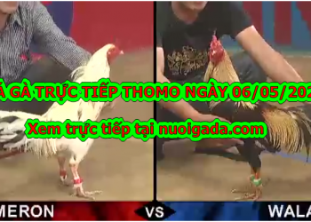 Đá gà casino Tuyển Chọn ngày 6/5/2020