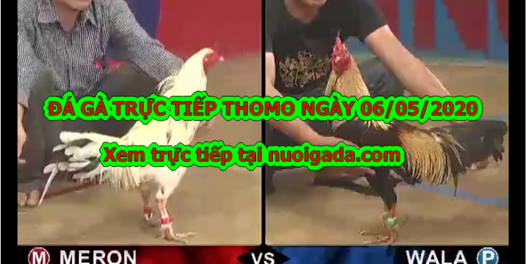 Đá gà casino Tuyển Chọn ngày 6/5/2020