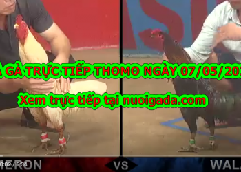 Đá gà casino Tuyển Chọn ngày 6/5/2020