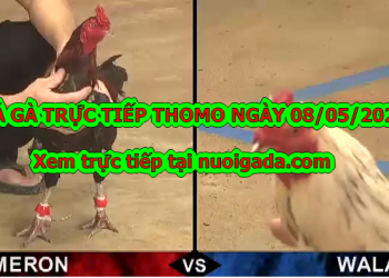 Đá gà casino Tuyển Chọn ngày 6/5/2020