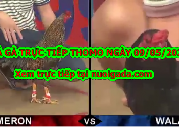 Đá gà casino Tuyển Chọn ngày 6/5/2020